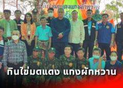 นครสวรรค์ I นายก อบจ. เป็นประธานเปิด “งานเทศกาลกินไข่มดแดง แกงผักหวาน ครั้งที่ 3” พร้อมพิธีบวชป่าชุมชน
