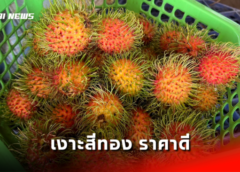 ตราด I เงาะสีทอง ราคาดี เริ่มต้นปีการผลิต ส่งออกตลาดประเทศจีน วันละหลายร้อยกล่อง