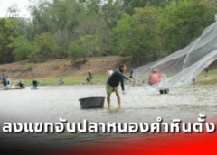 มุกดาหาร I ชาวบ้านและบรรดาเซียนปลากว่า 100 คน ลงแขกจับปลาหนองคำหินตั้ง