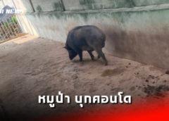 ชลบุรี I ร้องหมูป่า บุกคอนโดหาของกิน เมืองพัทยาจับไปควบคุม รอผู้ใจบุญนำไปดูแล