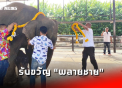 ชลบุรี I รับขวัญ “พลายชาย” ลูกช้างเชือกที่ 2 แห่งปีของสวนนนงนุชพัทยา