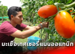 สตูล I เกษตรกรรุ่นใหม่ ปลูกมะเขือเทศเชอรี่แบบออแกนิก ส่งขายผ่านช่องทางออนไลน์ สร้างรายได้งาม