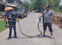 นนทบุรี I นาทีจับงูเหลือมยาว4เมตรนอนเฝ้าไข่ 17 ฟองในคอห่าน
