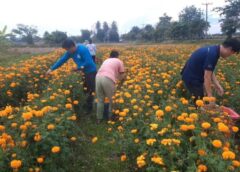 พะเยา I ปลูกดาวเรืองขายช่วงหาเสียงสร้างรายได้วันละหลายพัน