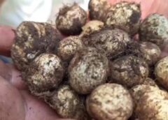 พะเยา I ชาวบ้านแห่เก็บเห็ดถอบต้นฤดูฝนราคาพุ่งกิโลกรัมละ 800 บาท