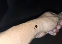 พะเยา I สัมผัสฝูงหิ้งห้อยมุ้งมิ้งหายาก ต้องไปดูด้วยตา แบบชิดใกล้