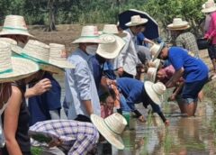 นครสวรรค์ I อบจ. ร่วม รร.ชาวนา เรือนจำคลองโพธิ์  นำคณะ “ดำนา” ในแปลงนาทดลอง เพื่อพัฒนาพันธุ์ข้าวที่สำคัญ