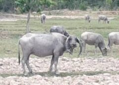 พะเยา I ควายแปลก! เขาควายอุ้มบุญ โค้งแนบหูชี้ลงดิน