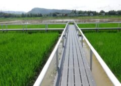 พิษณุโลก I กรมการข้าว จัดงานวันข้าวและชาวนาแห่งชาติ ระบุทางรอดคือการปลูกข้าวที่มุ่งดูแลสุขภาพ “ธัญญะโอสถ”