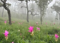 ชัยภูมิ I ดอกกระเจียวนางฟ้าบานแล้วพร้อมรับนักท่องเที่ยวมาชื่นชมความงาม ท่ามกลางสายหมอกยามเช้าต้นฤดูฝน