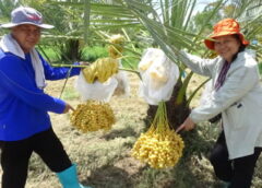 พิษณุโลก I สวนอินทผลัม อดีตครู และปลัด อบต.ไผ่ขอดอน เตรียมตัวเกษียน ใช้เวลาว่างปลูกอินทผาลัม