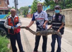 นนทบุรี I ตัวเงินตัวทองสุดดื้อ บุกเข้าบ้านไล่ไม่ยอมไป แถมเอาหางเหวี่ยงใส่เจ้าของบ้าน