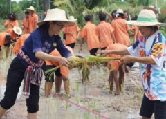 ชลบุรี I สภาองค์กรชุมชนตำบลหนองปลาไหลจูงมือเยาวชน ร่วมกิจกรรม “ดำนาวันแม่ เกี่ยวข้าววันพ่อ” ประจำปี 2566  