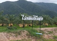 นครสวรรค์ I สวนอินทผลัม ไร่พัฒโนทัย รสชาติหวานอร่อย ของดีจากตำบลหนองยาว