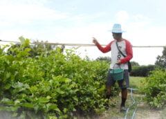 มุกดาหาร I เกษตรกรเร่งเก็บมะลิส่งขายวันแม่ กิโลกรัม ละ 400-600 บาท