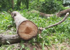 หนองคาย I ไม้ประดู่ 17 ต้น ถูกแก๊งมอดไม้ลักตัดเตรียมขนย้าย เคยร้องหน่วยงานไปแล้วแต่ยังเงียบกริบ