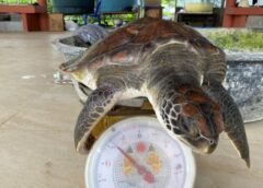 ตราด I ลุงใจบุญ เจอเต่าทะเลติดกระสอบเกยชายหาด เร่งช่วยเหลือ มอบให้กรมทรัพย์ฯรับไปอนุบาล