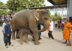 ชลบุรี I สวนนงนุชพัทยา รับขวัญช้างมหัศจรรย์ถุงน้ำคล่ำแตกแล้วยังอยู่ในท้องแม่อีกสองวัน  