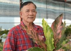 นนทบุรี I อ.ไทรน้อย ร่วมกับ สหกรณ์เกษตรไทรน้อย และสวนพลอยชนก เชิญประกวดพันธุ์ไม้งามโชคเก้าชั้น & หน้าวัวใบ