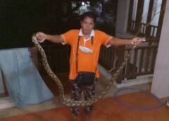 นนทบุรี I งูเหลือมยาวกว่า 2 เมตร ซุกตัวหลบฝนริมหน้าต่าง เจ้าของผวากลัวเลื้อยเข้าบ้าน