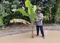 นนทบุรี I ถนนเป็นหลุมเป็นบ่อ ไร้หน่วยงานดูแล ลำบากนาน 2 ปี ประชดปลูกต้นกล้วยกลางถนน