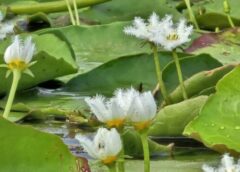 นครสวรรค์ I บัวบา สายพันธุ์ขนาดจิ๋วออกดอกบานสะพรั่งอวดความสวยงามในพื้นที่บึงบอระเพ็ด