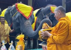 ชลบุรี I สวนนงนุชพัทยา นำช้าง 9 เชือก ร่วมทำบุญตักบาตรถวายเป็นพระราชกุศล เนื่องในวันนวมินทรมหาราช