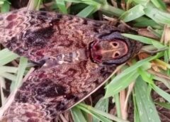 พะเยา I ชาวบ้านจำไก่ พบผีเสื้อประหลาดคล้ายหน้าลิง เกาะอยู่ที่ต้นไม้บริเวณป่าห้วยดีหมี