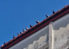 นนทบุรี I ยังให้อาหารนกเหมือนเดิมทุกวันไม่เคยหยุดบางวันให้ข้าวนกต่อหน้าผู้ใหญ่บ้าน