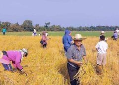 นครสวรรค์ I โรงเรียนวัดเนินสะเดาร่วมทำกิจกรรมเกี่ยวข้าวสืบสานงานประเพณีตำข้าวเม่า