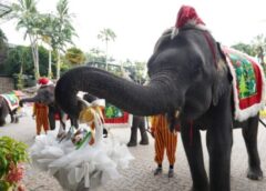 ชลบุรี I สวนนงนุชพัทยา นำช้างแสนรู้สร้างสีสันวันคริสต์มาส พร้อมโปรพิเศษต้อนรับเทศกาลปีใหม่ มา 5 คนจ่าย 4 คน ตลอดเดือนมกราคม