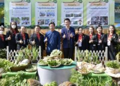 ราชบุรี I เทศบาลเมืองฯ นำร่องนโยบายผู้ว่าฯ จัดทำโครงการปลูกผักสวนครัว 1 อปท. 1 สวนสมุนไพร เฉลิมพระเกียรติ