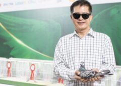 นกพิราบไทย ยอดเยี่ยม