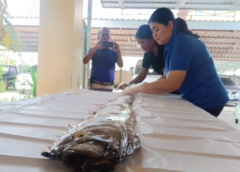 สตูล I พบปลาพญานาค หรือ ออร์ฟิช ยาว 2.4 เมตร ตัวแรกของไทย นักวิชาการระบุปัจจัยเกิดจากกระแสน้ำที่เปลี่ยน