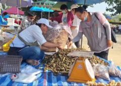 พะเยา I คนเหนือแห่ซื้อส้มป่อยเดือนห้าเป็ง 108 สรรพคุณ1ปี มีครั้ง ขายได้ราคา