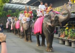 ชลบุรี I สวนนงนุชพัทยา จัดงานจดทะเบียนสมรสบนหลังช้างรับวันแห่งความรัก 14 กุมภา วันวาเลนไทน์