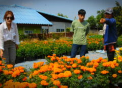 มุกดาหาร I เกษตรกรผู้ปลูกดาวเรือง โกยเงินวันละหมื่นช่วงตรุษจีน