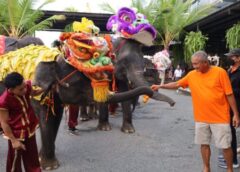 ชลบุรี I สวนนงนุชพัทยา จัดขบวนช้างแสนรู้เชิดสิงโต ต้อนรับเทศกาลตรุษจีนปีมังกรทอง