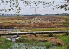 นนทบุรี I เผาทุกปีไม่สนกฎหมายชาวนาเผาตาซังข้าวหลังเก็บเกี่ยวมลพิษ