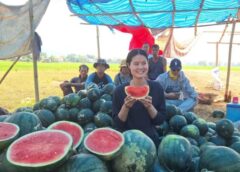 พะเยา I ชาวสวน (บะเต้า) แตงโม ผลไม้หน้าร้อน เก็บผลผลิต ขายราคาดี