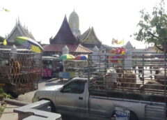 พิษณุโลก I กิจกรรม ไถ่ชีวิตโค กระบือ ส่งมอบต่อให้ปศุสัตว์ทั้ง 9 อำเภอ สร้างบุญถวายแด่ สมเด็จพระนเรศวรมหาราช