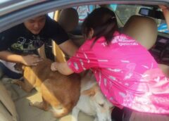พะเยา I คนรักสัตว์ สุนัข – แมว อุ้มนั่งเก๋ง – ซาเล้ง ฉีดวัคซีนพิษสุนัขบ้า สัตว์ปลอดโรคคนปลอดภัย รับร้อนสงกรานต์