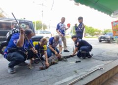 นนทบุรี I ลูกตัวเงินตัวทองคลานตามหาแม่ยาว 2 เมตร หนัก 30 กิโลกรัม หลังกู้ภัยจับปล่อยป่า