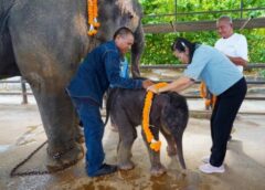 ชลบุรี I สวนนงนุชพัทยา จัดพิธีรับขวัญน้องช้างเชือกแรกของ ปี 2567 อย่างยิ่งใหญ่