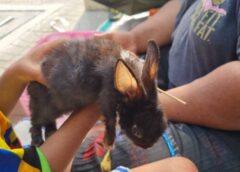 นนทบุรี I จับแล้วนั่งขอทานเอาแมวกระต่ายนอนป้ายรถเมล์