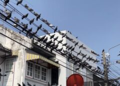 นนทบุรี I เดือดร้อนทั้งซอย ลุงตี๋หัวดื้อ อ้างมีเมตตาให้อาหารนกพิราบ 200 ตัว ฝุ่นคลุ้ง ขี้เต็มหลังคา ชาวบ้านหวั่นเชื้อโรค