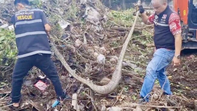นนทบุรี I กู้ภัยจับงูเหลือมขนาดใหญ่หลังเขมือบตัวเงินตัวทอง สุดท้ายไม่ไหวขาดใจตาย