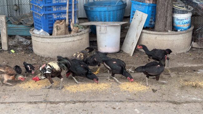 นนทบุรี I สาวถึงกับงง​ เพื่อนบ้านสูงวัยเลี้ยงไก่ชนกลางถนน​ ขับรถผ่านก็บ่นด่า​ กลัวชนไก่​