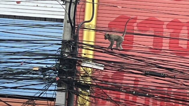 นนทบุรี : ลิงบุกตลาดท่าน้ำปากเกร็ดวอนหน่วยงานลงพื้นที่ตรวจสอบเกรงประชาชนจะโดนลิงกัด