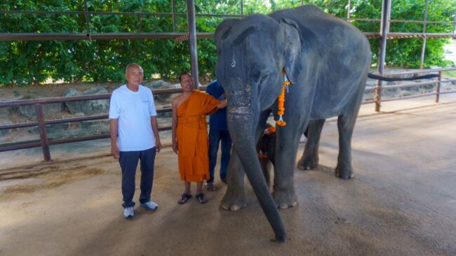 ชลบุรี : น้องช้าง มาอีกแล้ว เป็นเชือกที่ 6 ของปี สวนนงนุชพัทยารับขวัญยิ่งใหญ่